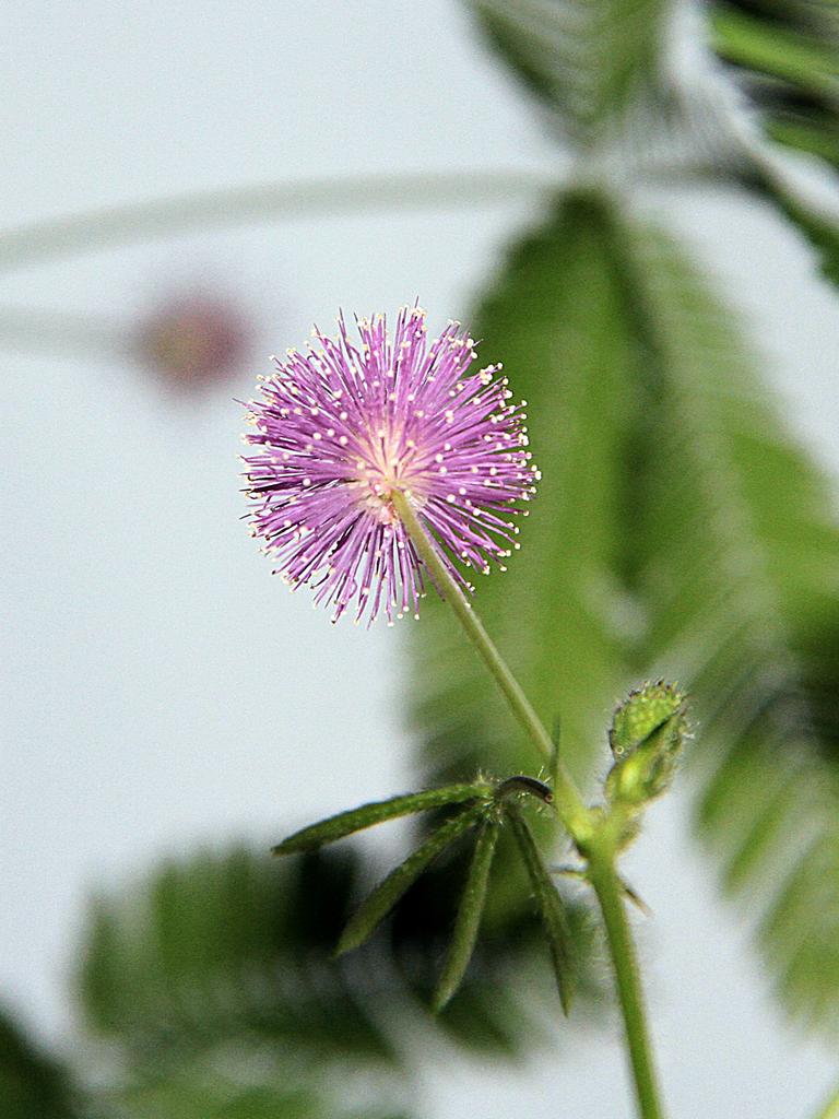 Eine Mimose.