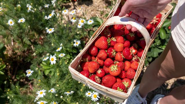 Eine Frau hält einen Korb mit Erdbeeren. Im Hintergrund sieht man eine Wiese mit Blumen.