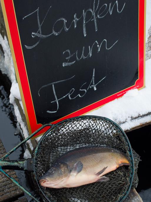Ein Spiegelkarpfen liegt in einem Kescher auf einem Behälter der Fischerei Köllnitz im brandenburgischen GroÃ Schauen nahe Storkow (Oder-Spree), aufgenommen am 08.12.2010. Die Vorratsbehälter der Fischer sind derzeit randvoll mit Spiegelkarpfen gefüllt. Bei vielen Familien gehört der Karpfen auf dem weihnachtlichen Festtagstisch zur Tradition. Foto: Patrick Pleul dpa/lbn ++