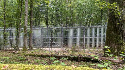 In einem Wald steht zwischen den Bäumen ein Zaun aus Metall. Es ist der Grenzzaun im Bialowieza-Wald an der polnisch-belarussischen Grenze. In einem Wald steht zwischen den Bäumen ein Zaun aus Metall. Es ist der Grenzzaun im Bialowieza-Wald an der polnisch-belarussischen Grenze.