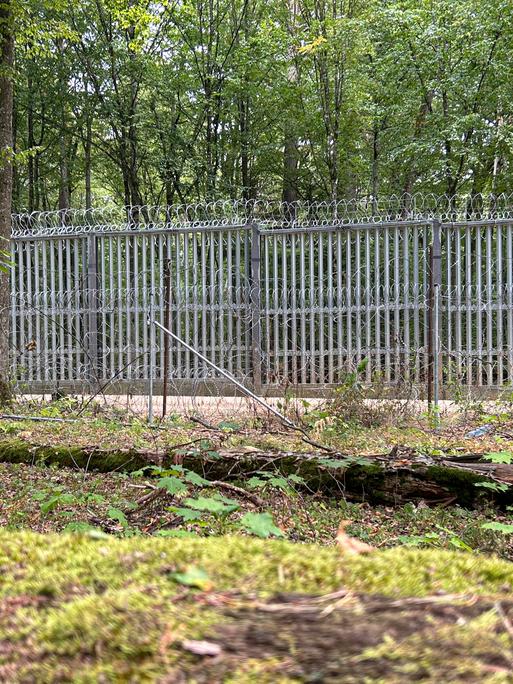 In einem Wald steht zwischen den Bäumen ein Zaun aus Metall. Es ist der Grenzzaun im Bialowieza-Wald an der polnisch-belarussischen Grenze.