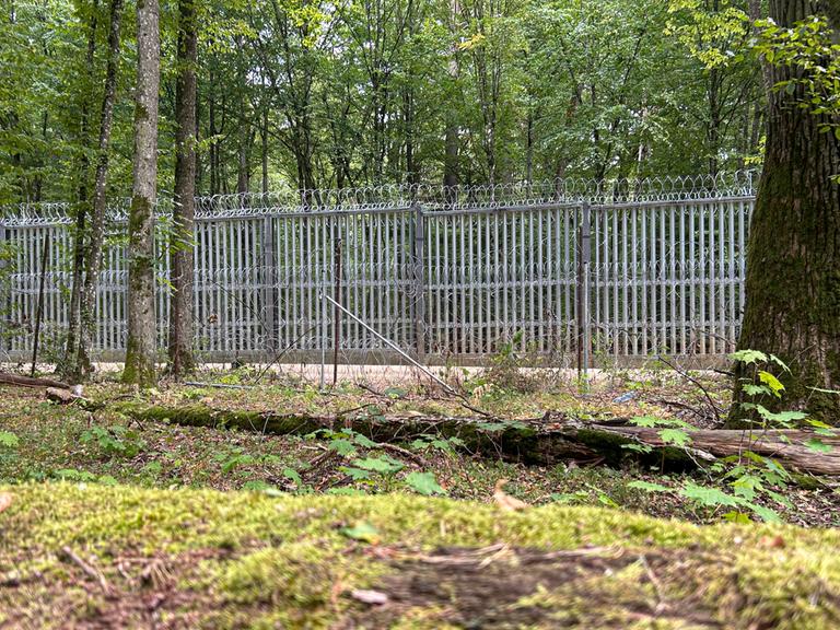 In einem Wald steht zwischen den Bäumen ein Zaun aus Metall. Es ist der Grenzzaun im Bialowieza-Wald an der polnisch-belarussischen Grenze.