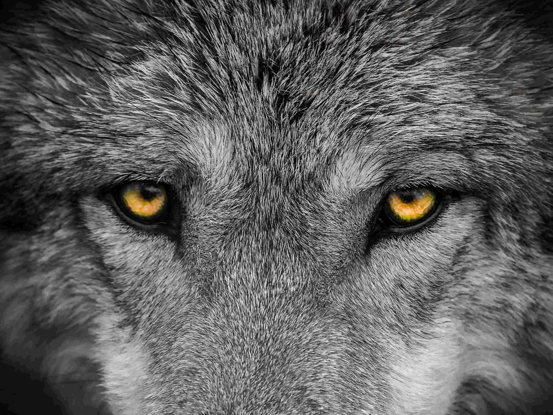 Frontales Close-Up auf die Augen eines grauen Wolfes.