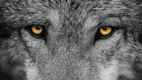 Frontales Close-Up auf die Augen eines grauen Wolfes.