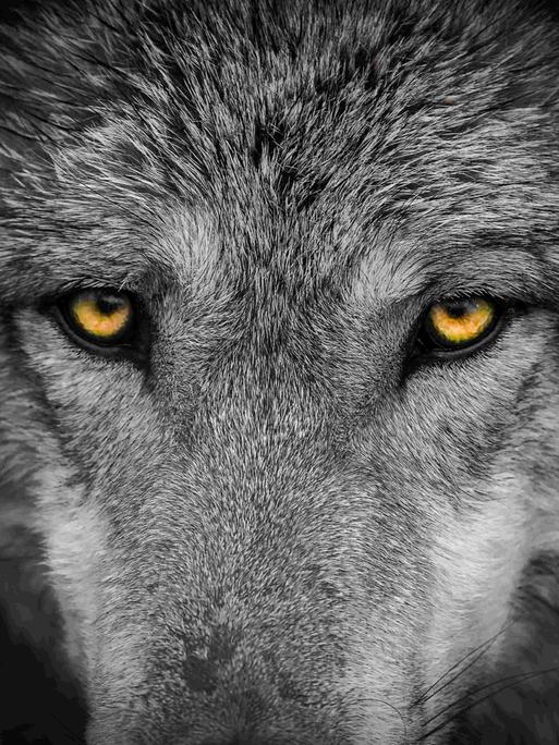 Frontales Close-Up auf die Augen eines grauen Wolfes.