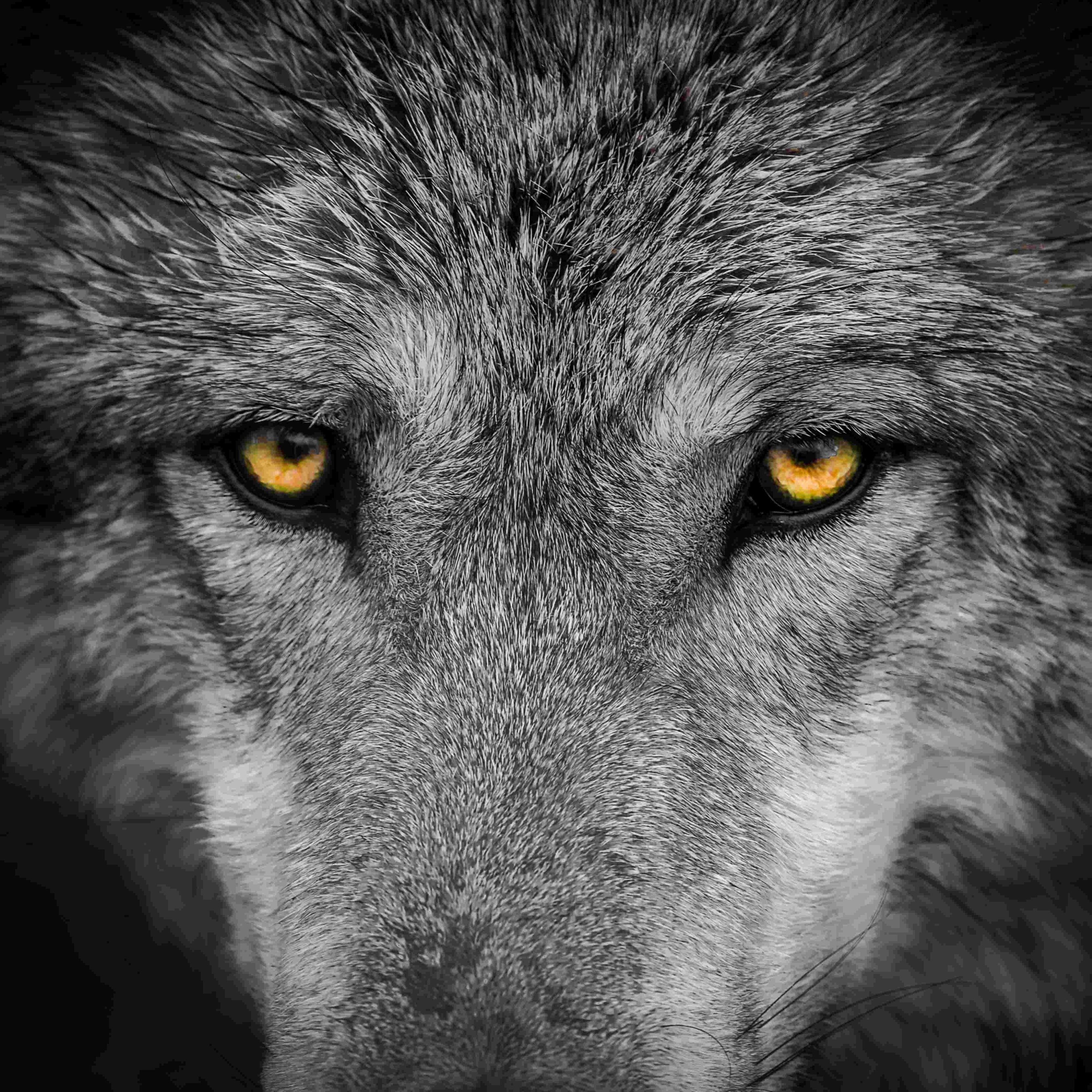 Frontales Close-Up auf die Augen eines grauen Wolfes.