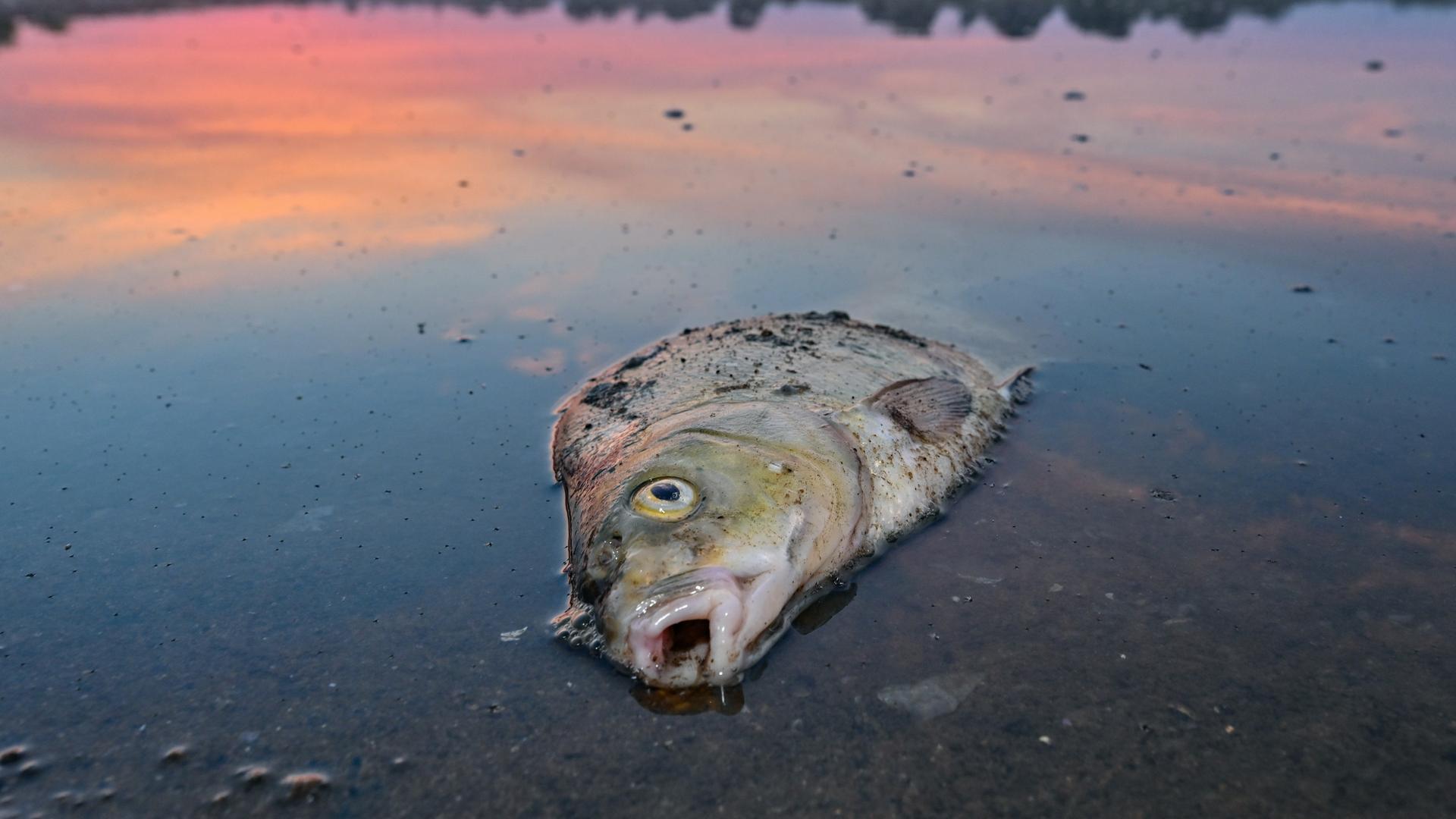 Ein toter Blei liegt am frühen Morgen im flachen Wasser der Oder. Ursache des massiven Fischsterbens im August war eine Algenblüte, die den deutsch-polnischen Grenzfluss vergiftete.