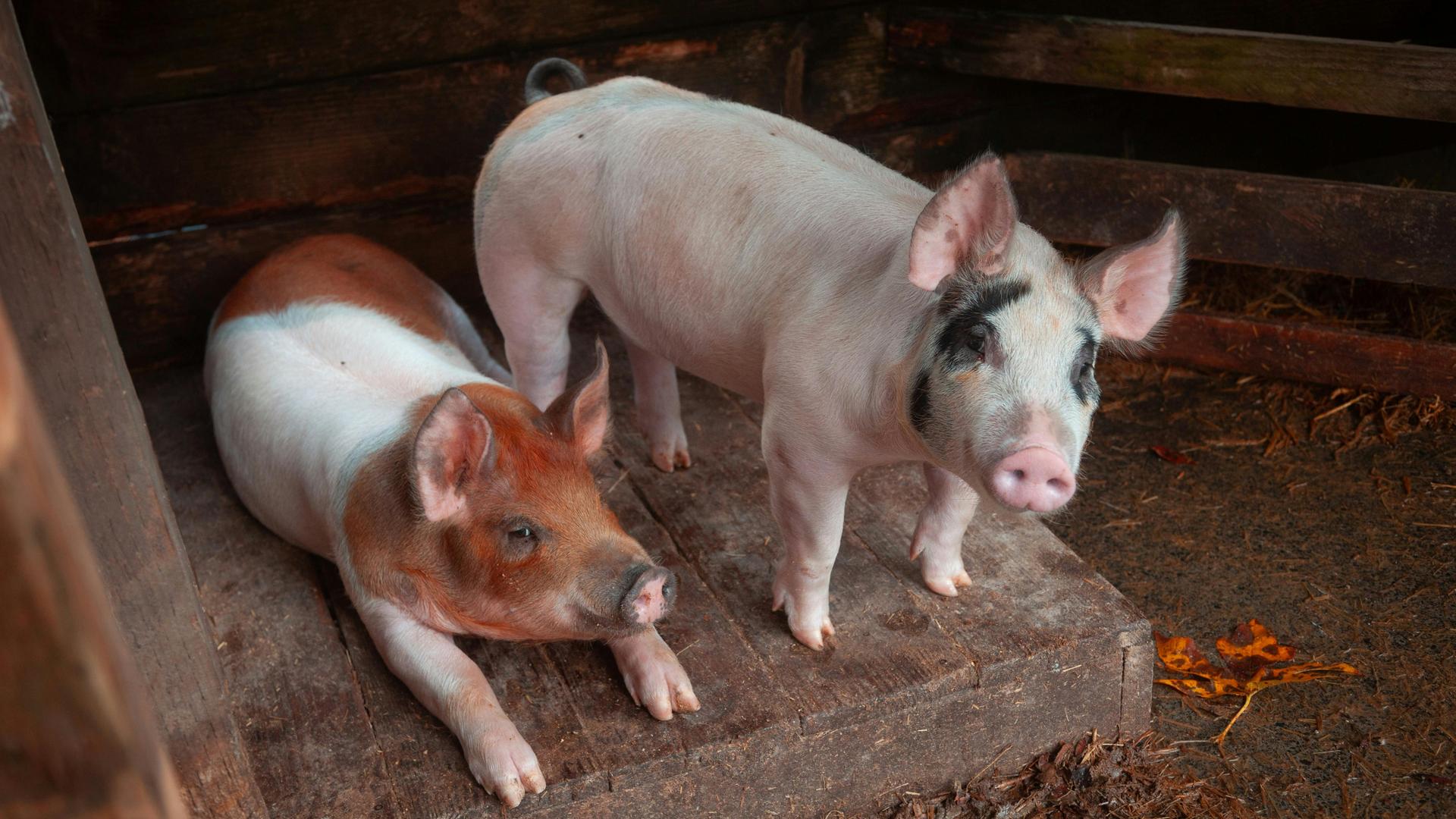 Zwei junge Schweine stehen und liegen vor einem Stall aus Holz. Zwei junge Schweine stehen und liegen vor einem Stall aus Holz.