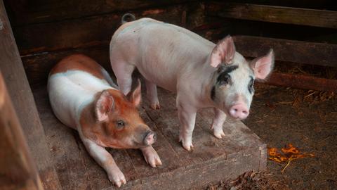 Zwei junge Schweine stehen und liegen vor einem Stall aus Holz.