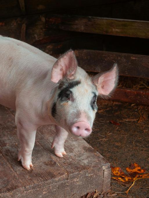Zwei junge Schweine stehen und liegen vor einem Stall aus Holz.