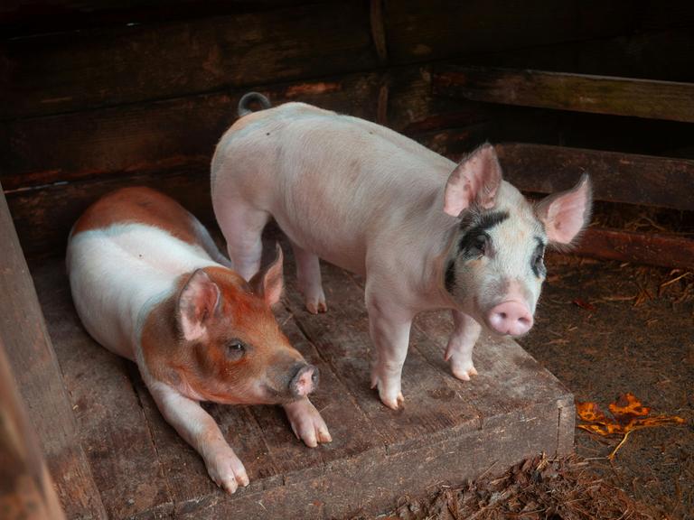 Zwei junge Schweine stehen und liegen vor einem Stall aus Holz.
