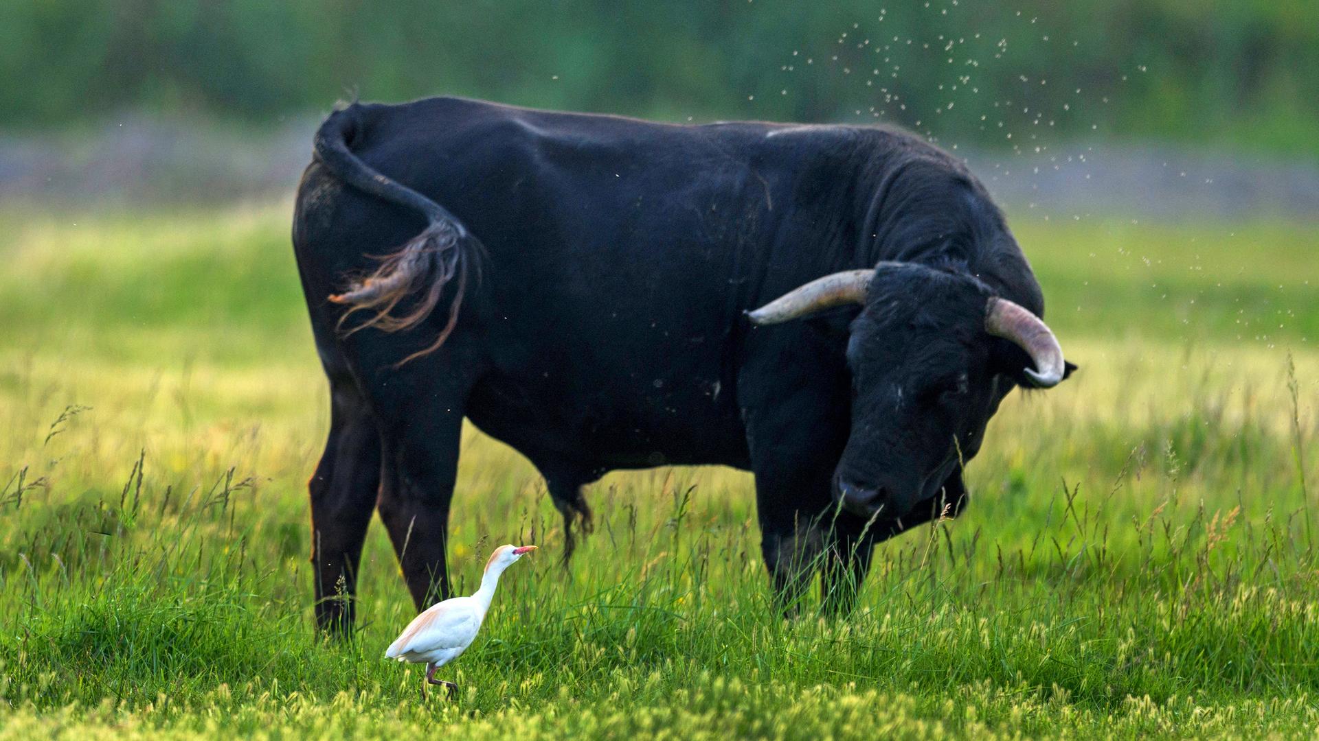 Ein Kuhreiher und ein Stier. Der weiß-gelbe Vogel steht neben dem Stier, die beiden Tiere sehen sich an. Ein Kuhreiher und ein Stier. Der weiß-gelbe Vogel steht neben dem Stier, die beiden Tiere sehen sich an.