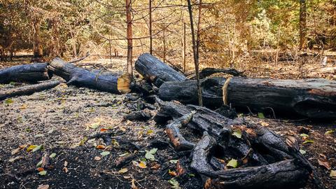 Verkohlte Baumstämme in einem Mischwald. Verkohlte Baumstämme in einem Mischwald.