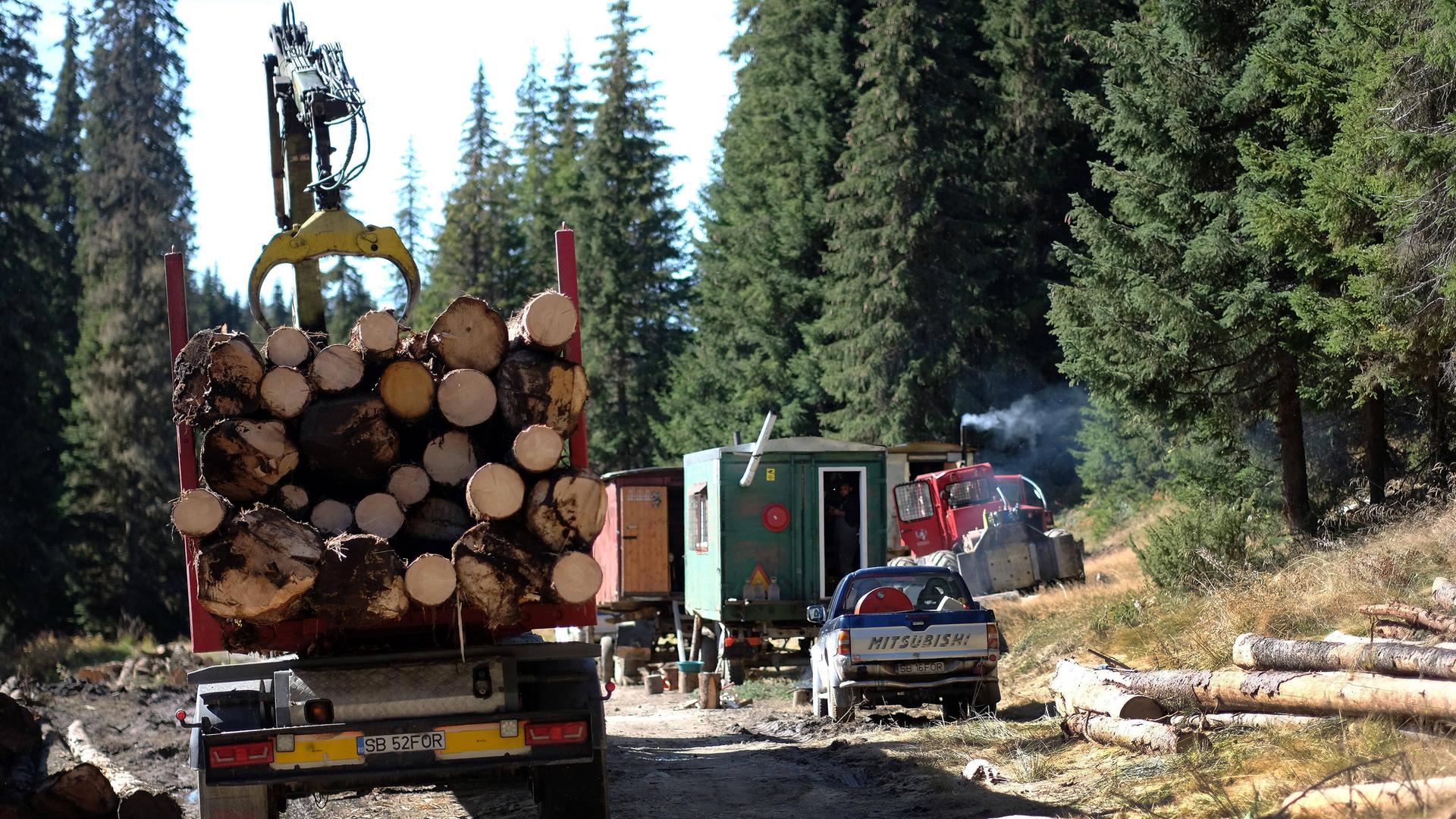 Holzfäller beim Holzeinschlag im Cindrel Naturpark im Kreis Sibiu Siebenbürgen/Transsilvanien in Rumänien