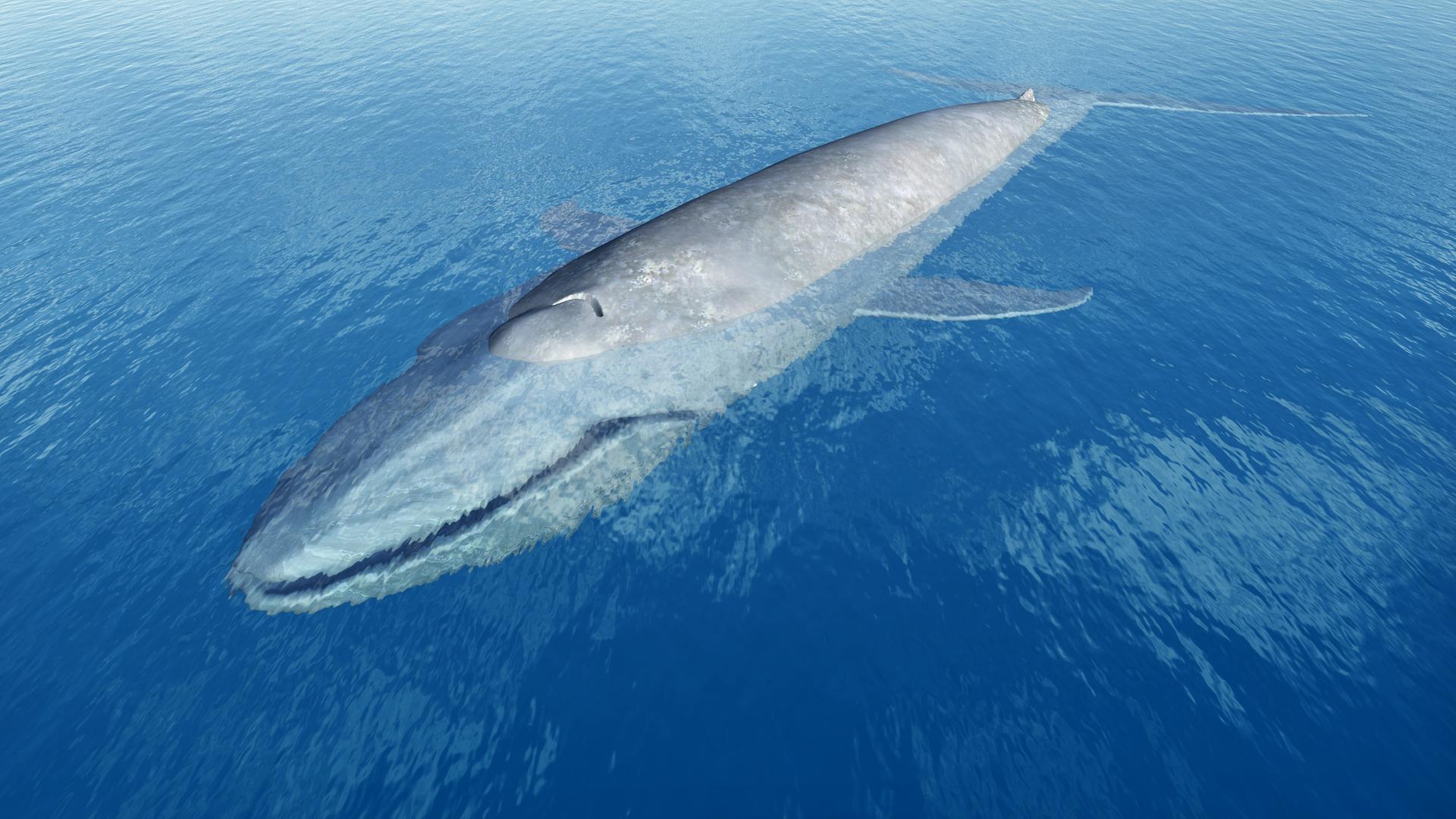 Ein Blauwal. Ein Blauwal.