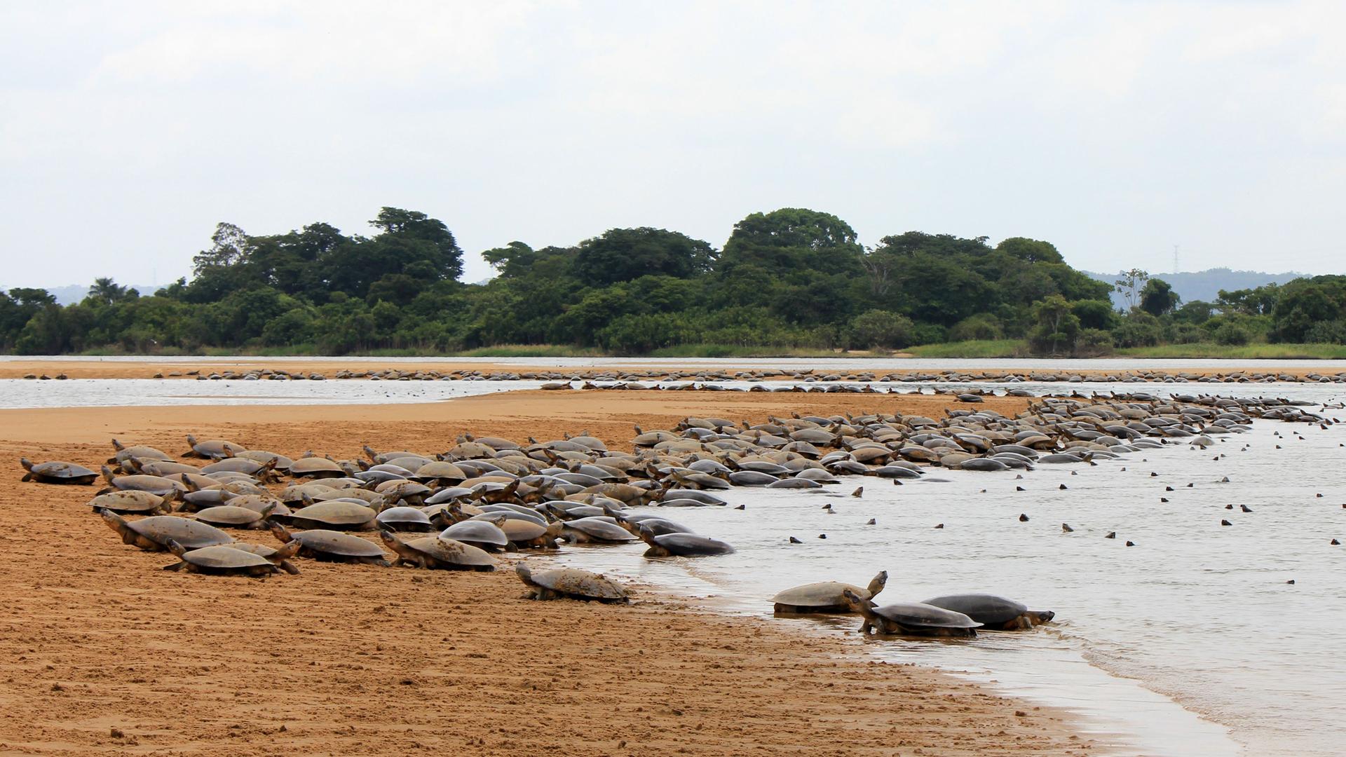 Viele Arrau-Flussschildkröten an einem Flussufer im Amazonasgebiet in Brasilien.