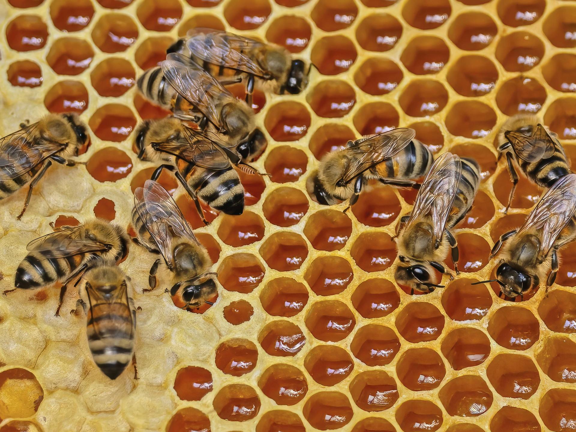 Mehrere Westliche Honigbienen (Apis mellifera) auf einer Honigwabe