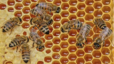 Mehrere Westliche Honigbienen (Apis mellifera) auf einer Honigwabe