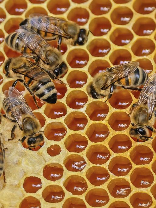 Mehrere Westliche Honigbienen (Apis mellifera) auf einer Honigwabe