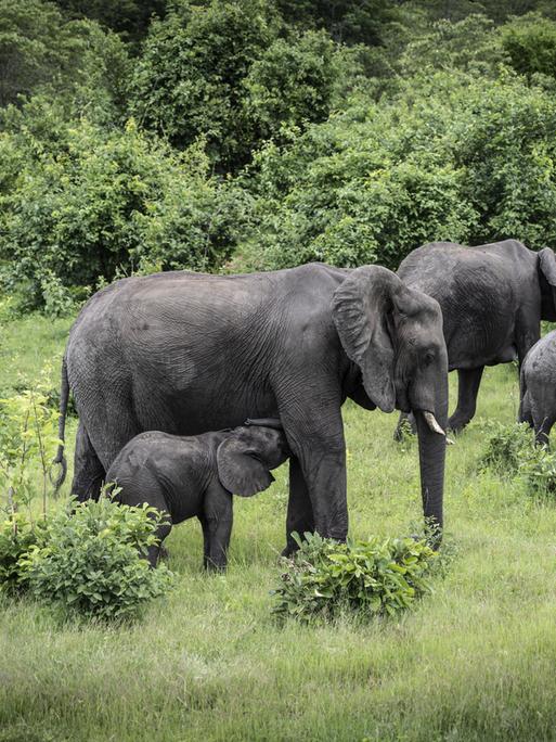 Eine Gruppe Elefanten läuft durch den Chobe Nationalpark in Botswana.