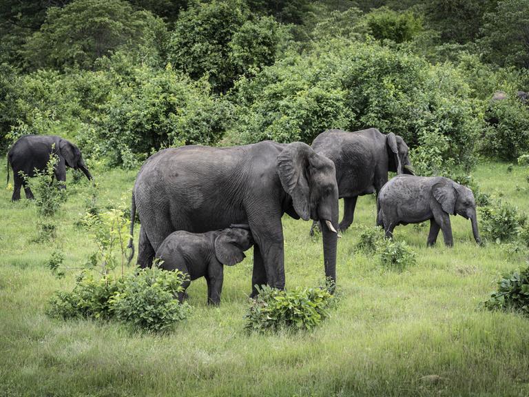 Eine Gruppe Elefanten läuft durch den Chobe Nationalpark in Botswana.