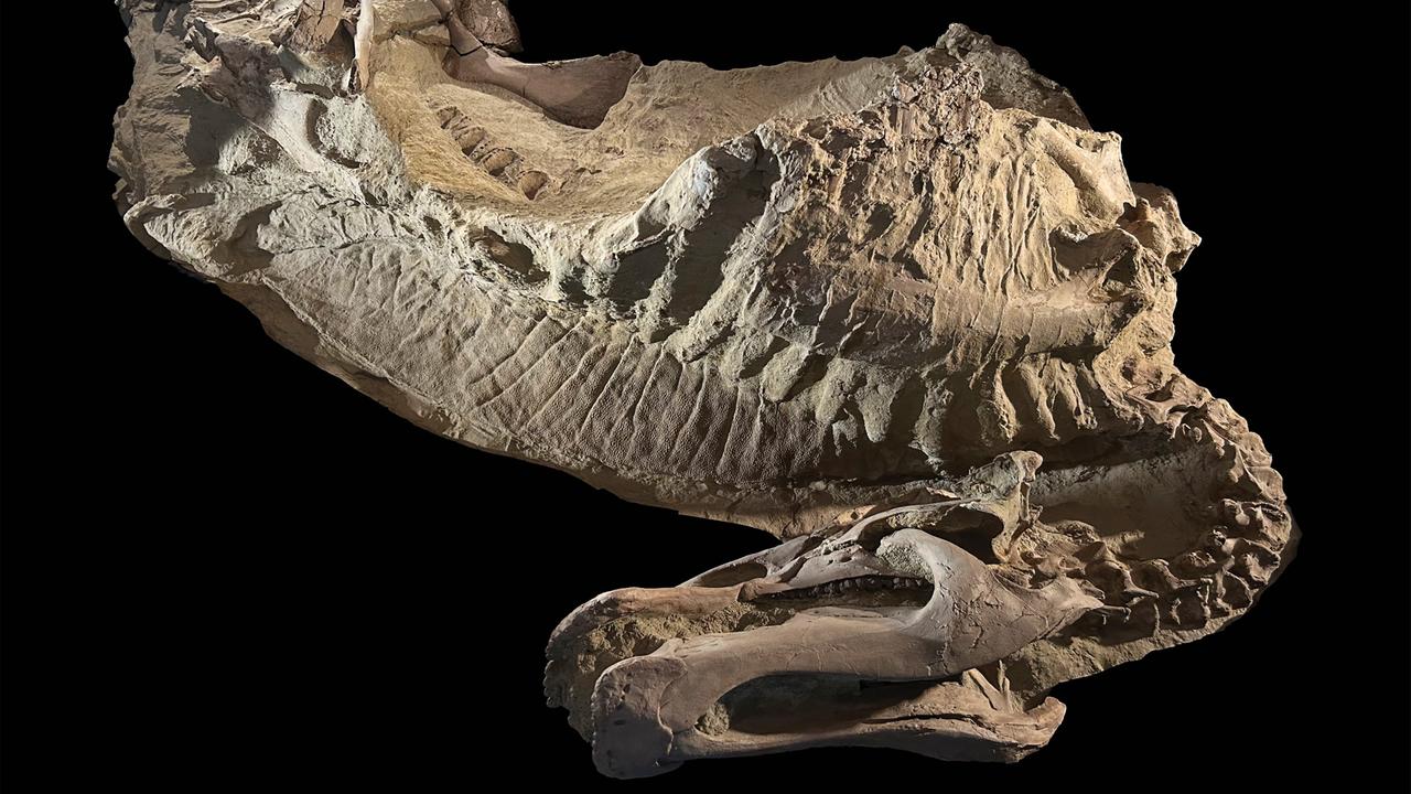 Das Bild zeigt ein mumifiziertes Dinosaurier-Relikt. Es sind nicht nur die Knochen zu sehen, sondern auch eine lederhautartige Struktur.