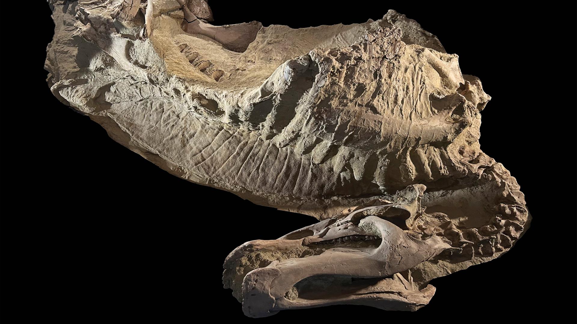 Das Bild zeigt ein mumifiziertes Dinosaurier-Relikt. Es sind nicht nur die Knochen zu sehen, sondern auch eine lederhautartige Struktur. Das Bild zeigt ein mumifiziertes Dinosaurier-Relikt. Es sind nicht nur die Knochen zu sehen, sondern auch eine lederhautartige Struktur.