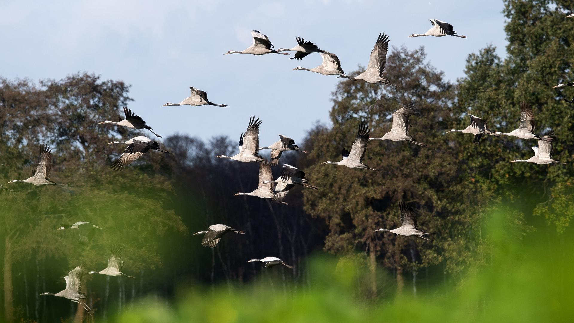 Kraniche fliegen über ein Feld. Auf ihrem Weg aus Nordeuropa nach Südeuropa und Nordafrika machen Tausende Kraniche in Niedersachsen Stopp.