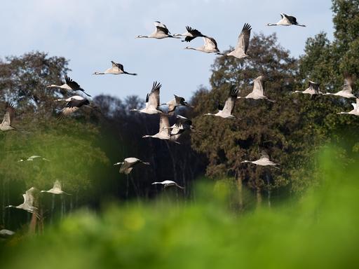 Kraniche fliegen über ein Feld. Auf ihrem Weg aus Nordeuropa nach Südeuropa und Nordafrika machen Tausende Kraniche in Niedersachsen Stopp.