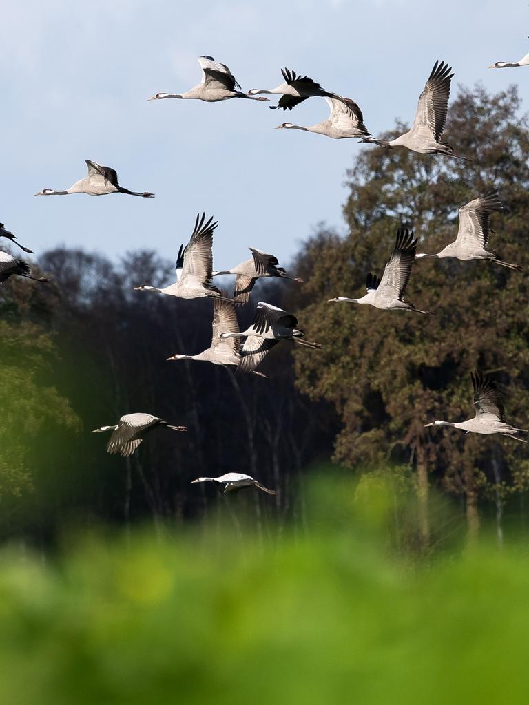 Kraniche fliegen über ein Feld. Auf ihrem Weg aus Nordeuropa nach Südeuropa und Nordafrika machen Tausende Kraniche in Niedersachsen Stopp.