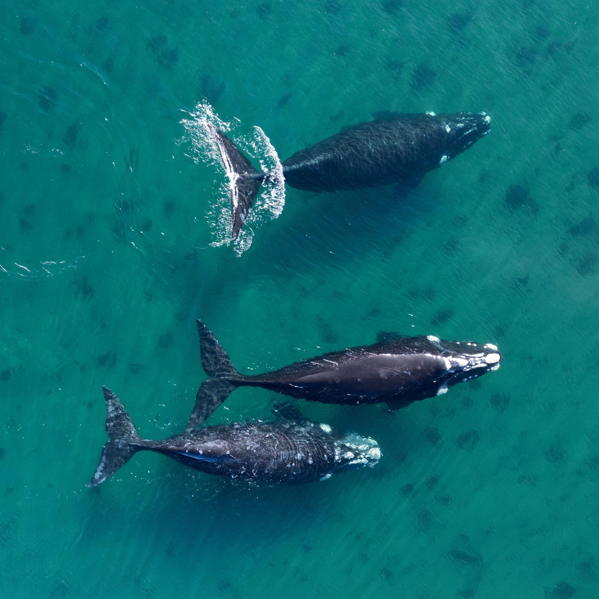 Drei von oben aufgenommene Südkaper-Exemplare schwimmen im Wasser