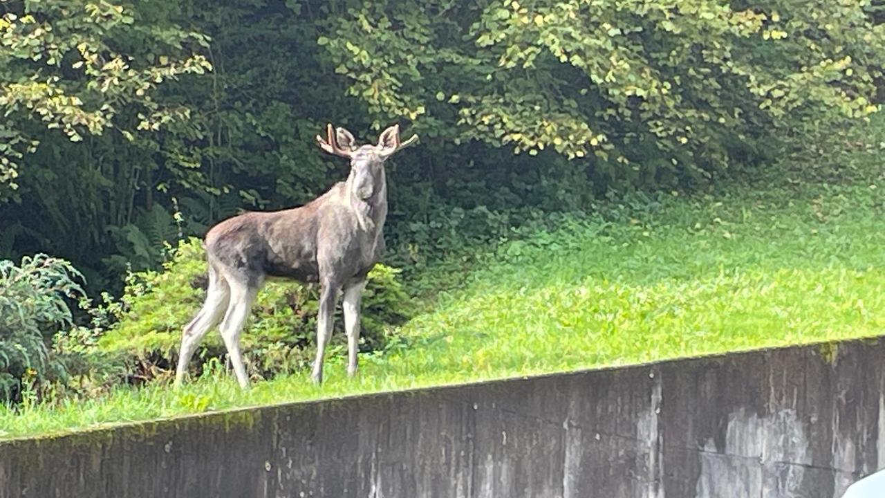 Der Elch steht auf einer Wiese oberhalb einer Betonmauer und blickt in Richtung des Betrachters. Dahinter ein Waldrand.