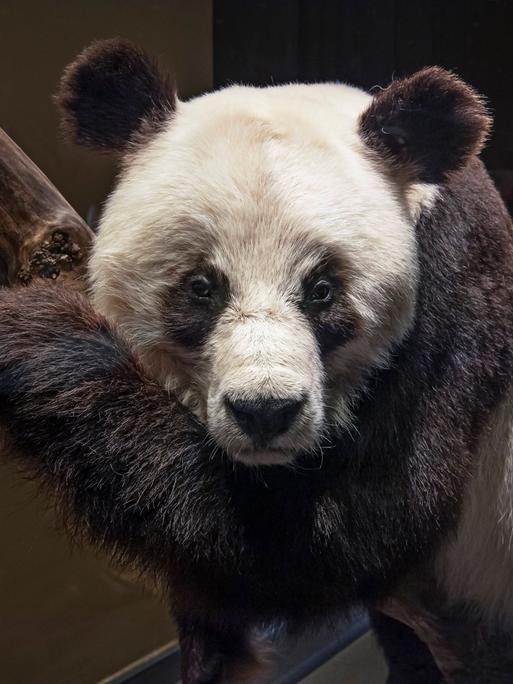 Ein ausgestopfter Pandabär sitzt auf einem Ast und scheint traurig zu gucken.