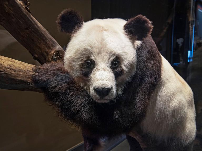 Ein ausgestopfter Pandabär sitzt auf einem Ast und scheint traurig zu gucken.