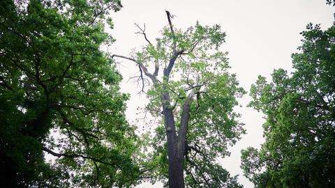 Ein alter Baum im Schlosspark Sanssouci hält der Trockenheit nicht mehr Stand, seine Krone verdorrt.