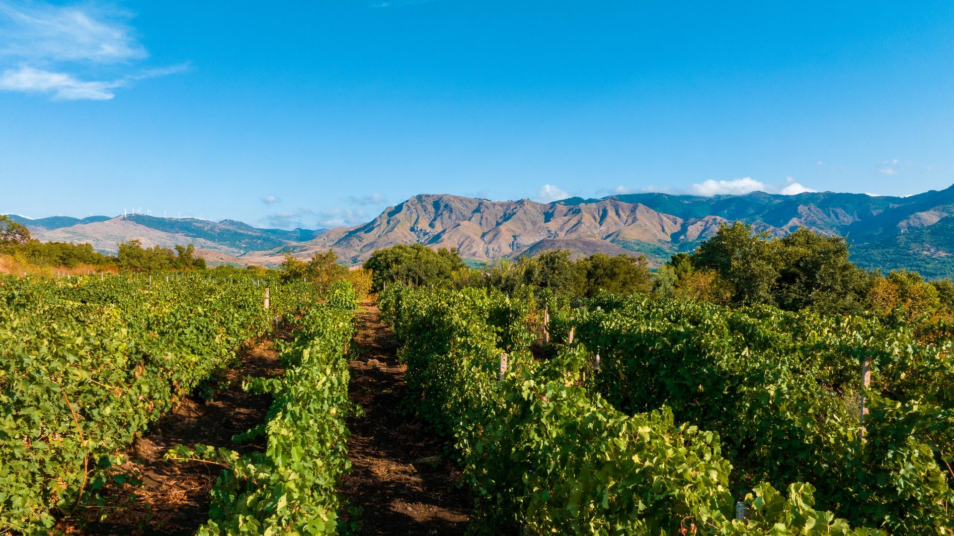 Weinreben auf Sizilien, im Hintergrund Berge.