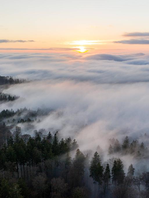 Die Höhenlagen des Taunus ragen aus einer Decke aus Hochnebel.