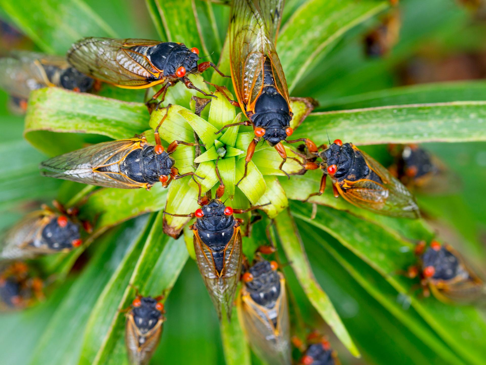 Mehrere Zikaden mit den typischen roten Augen auf grünem Blatt.