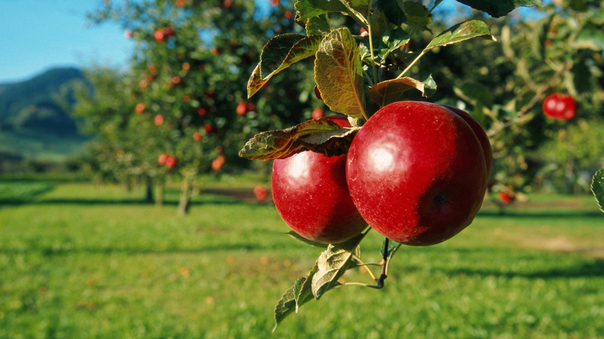 Rote Äpfel am Baum einer Obstwiese