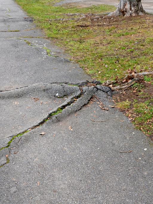 Wurzeln eines Baumes brechen durch einen Gehweg.