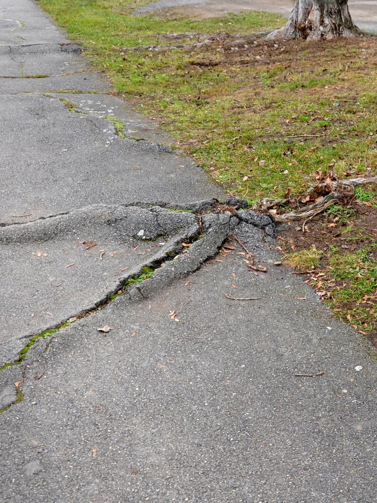 Wurzeln eines Baumes brechen durch einen Gehweg.
