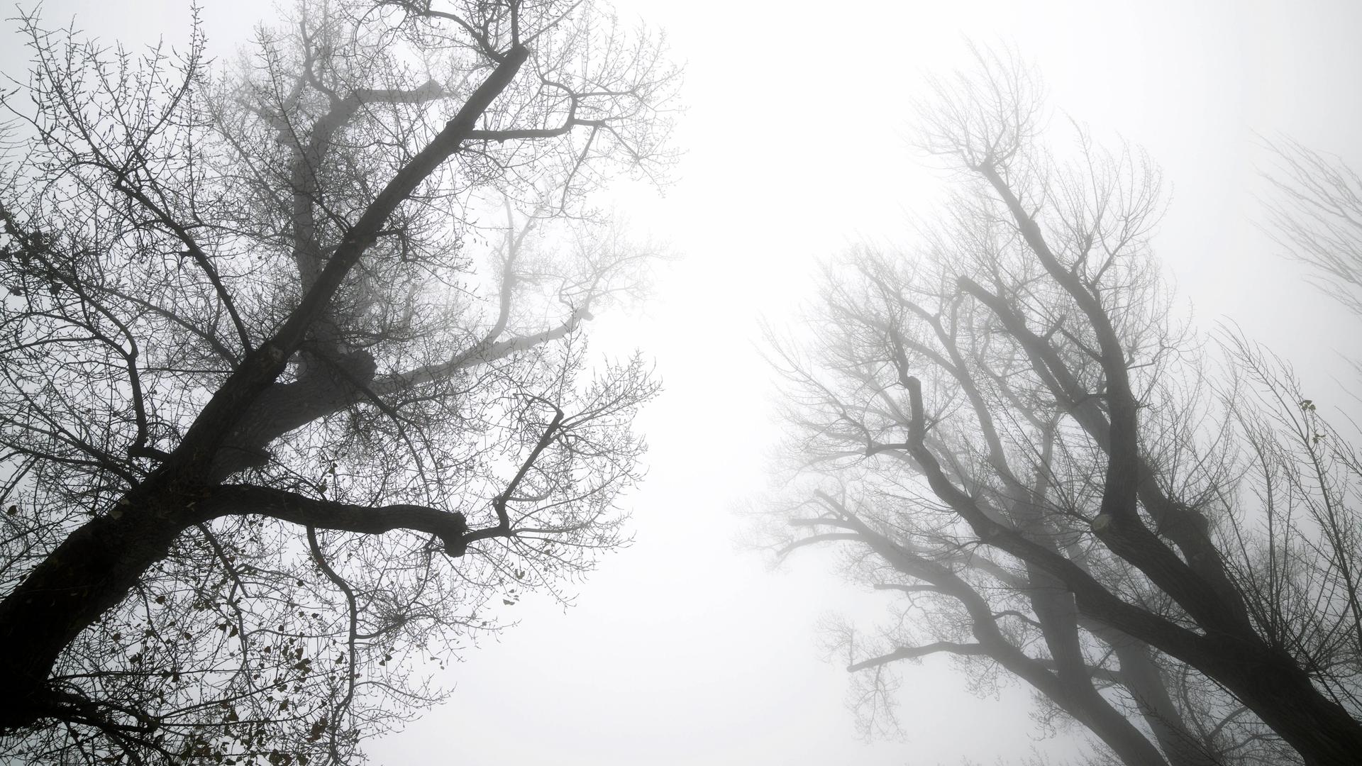 Dunkle Bäume vor nebligem Himmel. Aufnahme aus Aragón, Spanien