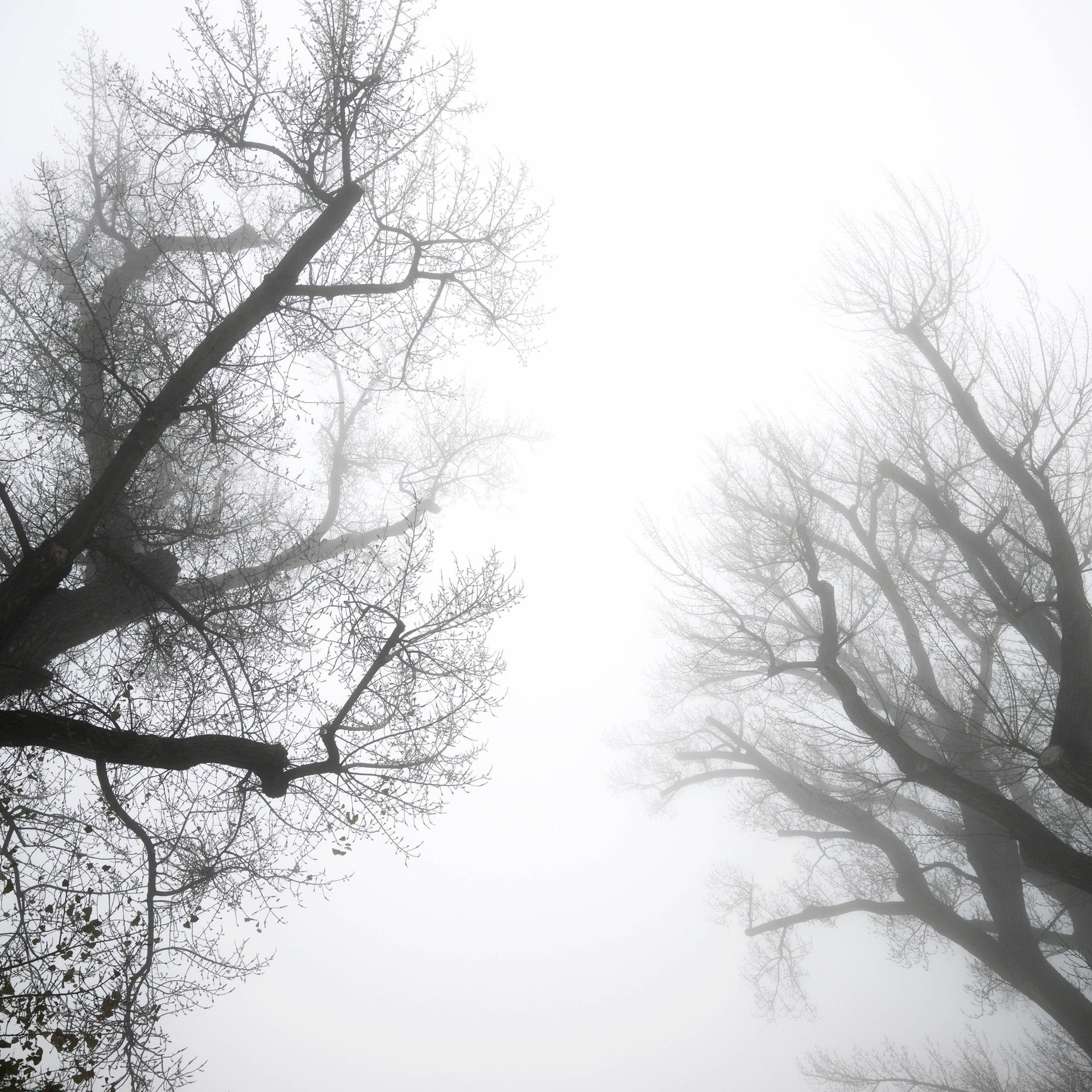 Dunkle Bäume vor nebligem Himmel. Aufnahme aus Aragón, Spanien