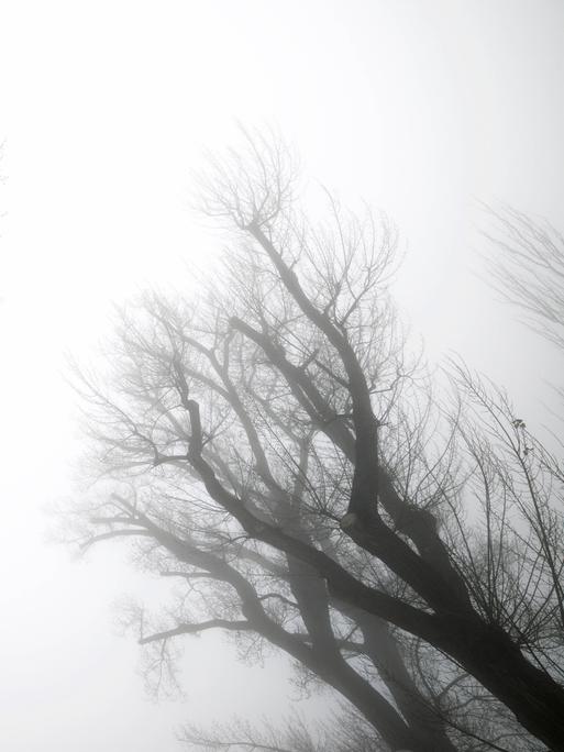 Dunkle Bäume vor nebligem Himmel. Aufnahme aus Aragón, Spanien