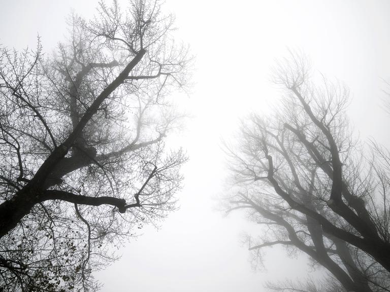 Dunkle Bäume vor nebligem Himmel. Aufnahme aus Aragón, Spanien