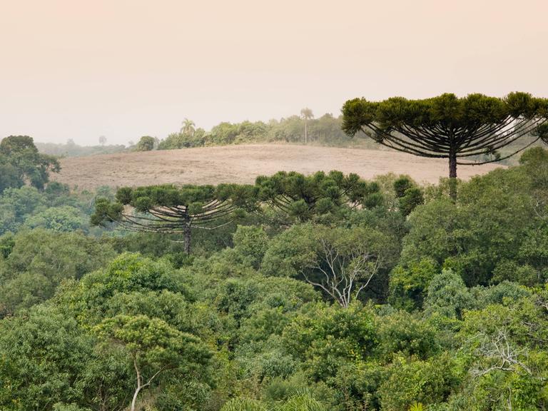 Araucaria Wald ist bedroht von der Rodung des Regenwaldes. 