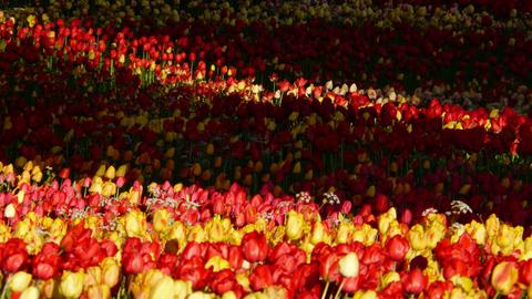 Blick auf eine dicht blühende, rot-gelbe Tulpenwiese, die im hinteren Bereit im Schatten liegt.