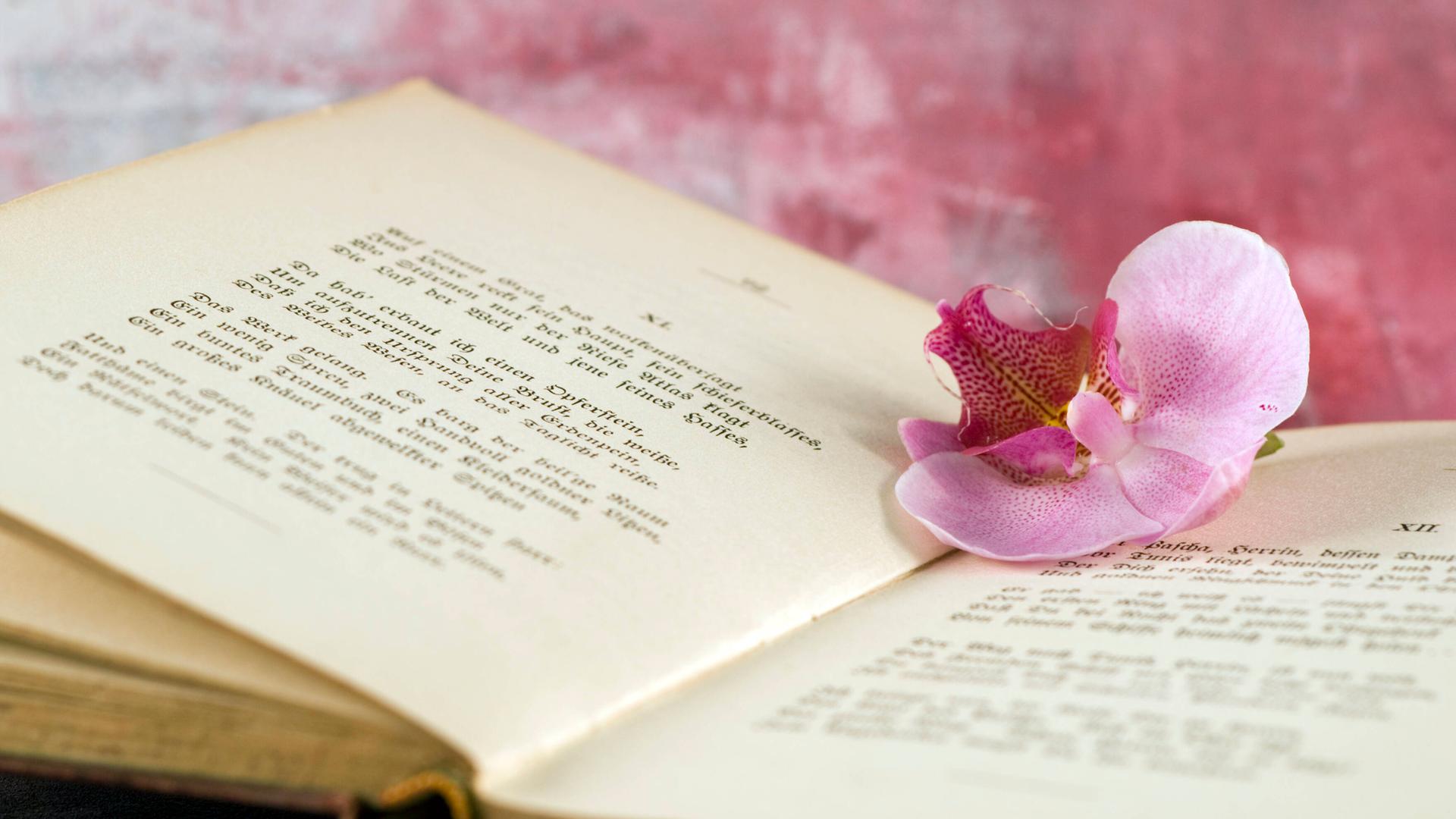 Auf der Seite eines geöffneten Buches liegt eine pinke Blume