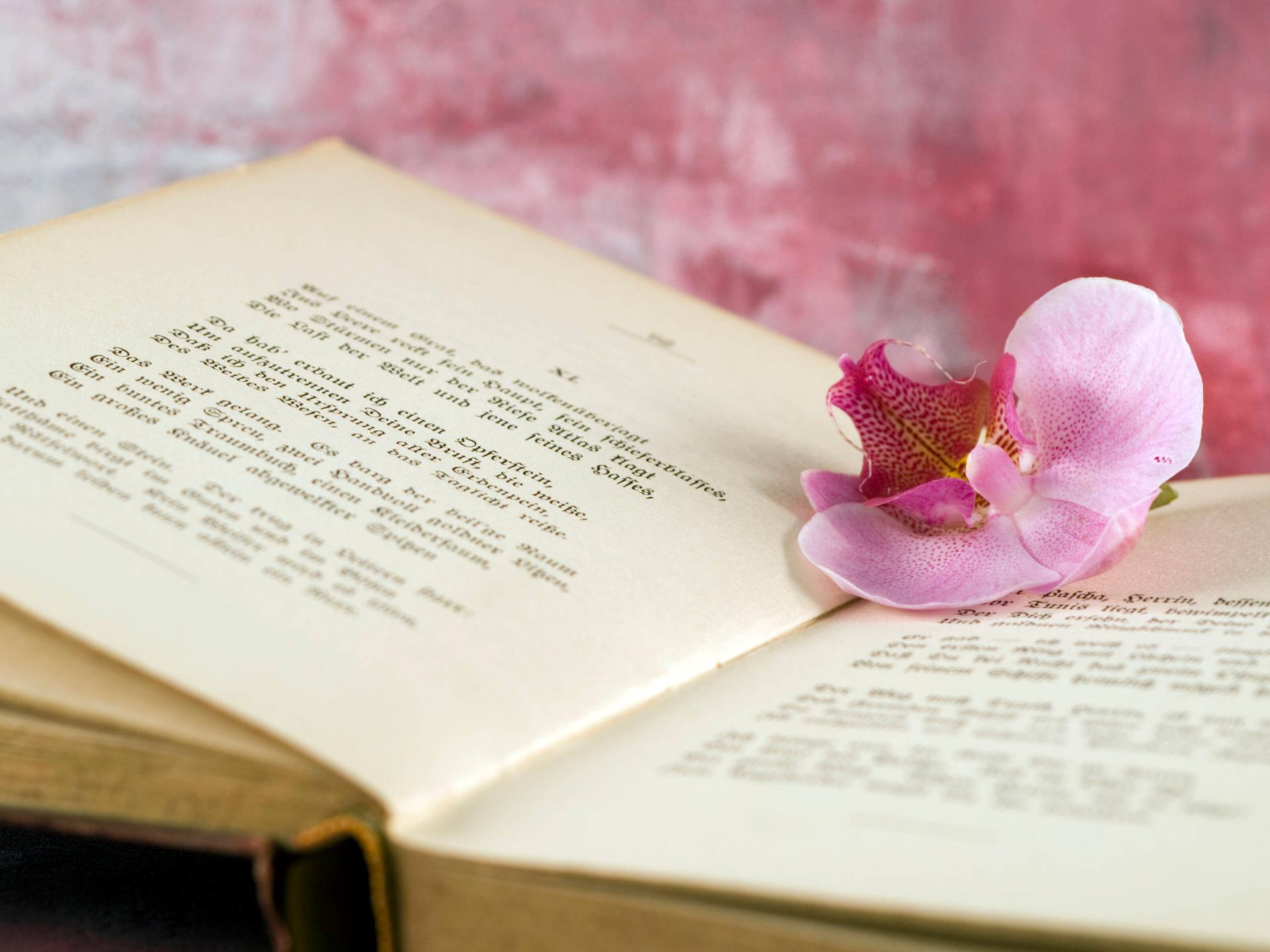 Auf der Seite eines geöffneten Buches liegt eine pinke Blume