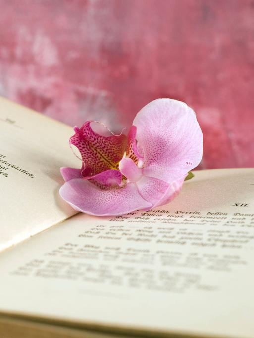 Auf der Seite eines geöffneten Buches liegt eine pinke Blume Auf der Seite eines geöffneten Buches liegt eine pinke Blume
